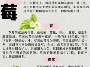 草莓国产官网APP下载 如何下载草莓国产官网 APP？