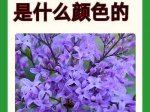 丁香花电影高清在线观看完整版 电影丁香花高清在线观看完整版