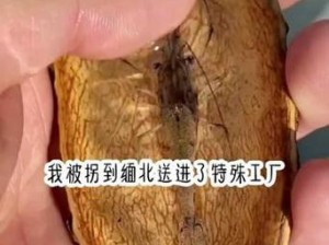 法器肉莲的图片,什么是法器肉莲？为何要展示其图片？