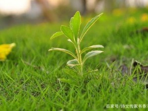 小草回家永不迷路2024_小草回家永不迷路 2024，开启数字公益新征程