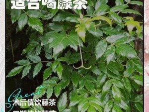 缺氧沙盐藤的多元用途及其在生态环境中的价值