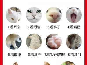 灵猫入家指南：新手养猫必修手册，带你避开陷阱轻松养宠大咖