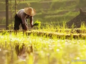 我爷耕田我爸耕田-爷爷和爸爸的辛勤耕耘：我爷耕田我爸耕田