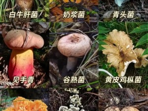 精产国品一二三产区蘑菇视频-如何获取精产国品一二三产区蘑菇视频？