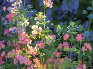 野花高清在线观看免费 野花高清在线观看免费，精彩内容不容错过