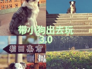 小狗爱旅游游戏终极关卡攻略：巧妙穿越冒险之旅的最后一关