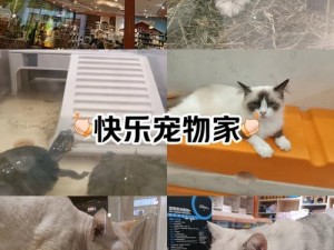 猫咪农场乐趣无穷：体验真实的猫舍生活与互动体验简介