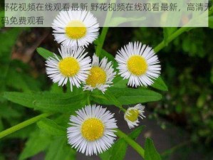 野花视频在线观看最新 野花视频在线观看最新，高清无码免费观看