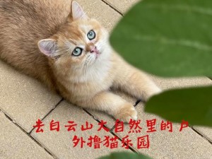 小森生活里的撸猫日记：温馨的乡村猫趣时光