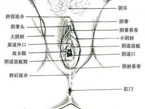 大荫蒂毛毛的图片 大荫蒂毛毛特写图片，带你了解女性生殖器官的奥秘