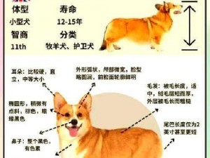 龙之谷手游柯基犬属性大揭秘：肥滚滚探险旅程与技能全解析