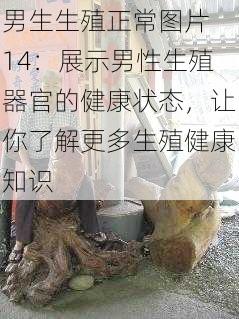 男生生殖正常图片 14：展示男性生殖器官的健康状态，让你了解更多生殖健康知识