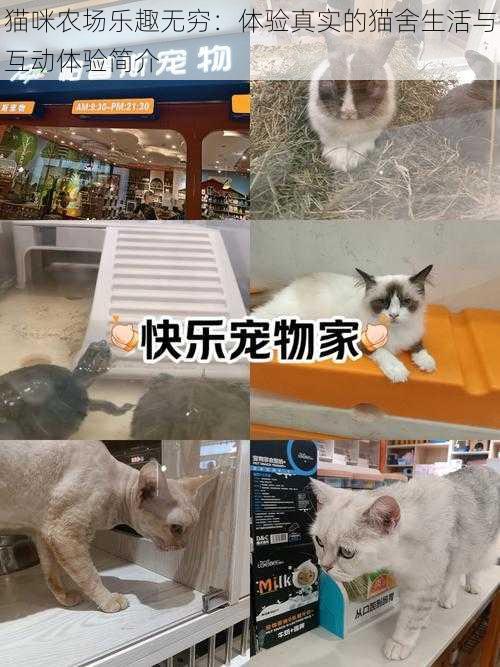 猫咪农场乐趣无穷：体验真实的猫舍生活与互动体验简介