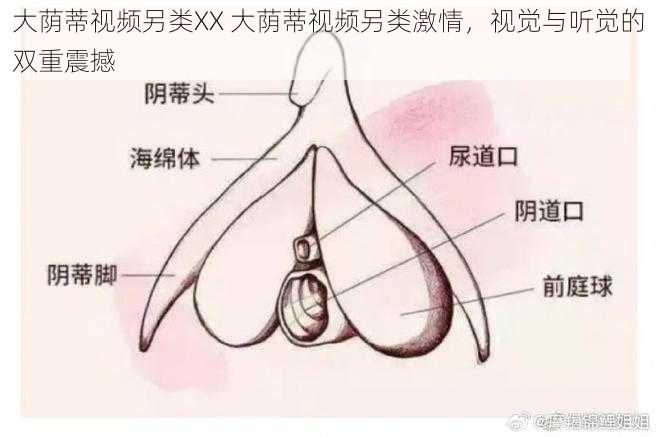 大荫蒂视频另类XX 大荫蒂视频另类激情，视觉与听觉的双重震撼