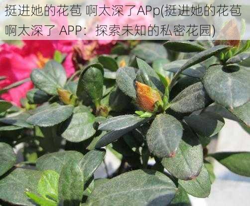 挺进她的花苞 啊太深了APp(挺进她的花苞 啊太深了 APP：探索未知的私密花园)