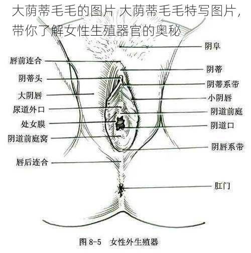 大荫蒂毛毛的图片 大荫蒂毛毛特写图片，带你了解女性生殖器官的奥秘