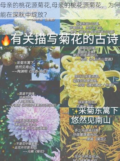 母亲的桃花源菊花,母亲的桃花源菊花，为何能在深秋中绽放？