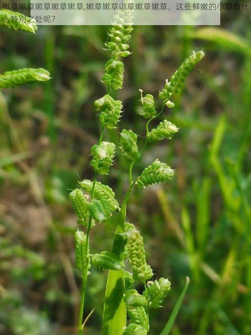 嫰草嫰草嫰草嫰草嫰草,嫰草嫰草嫰草嫰草嫰草，这些鲜嫩的小草有什么特别之处呢？