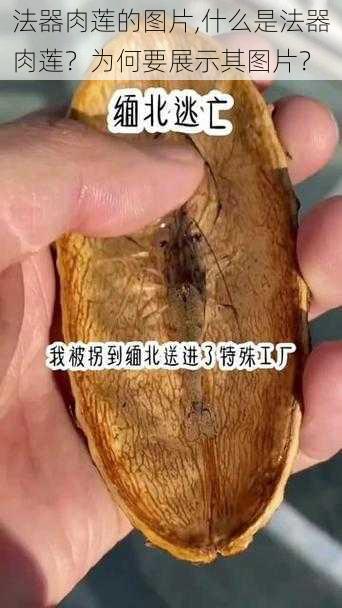 法器肉莲的图片,什么是法器肉莲？为何要展示其图片？