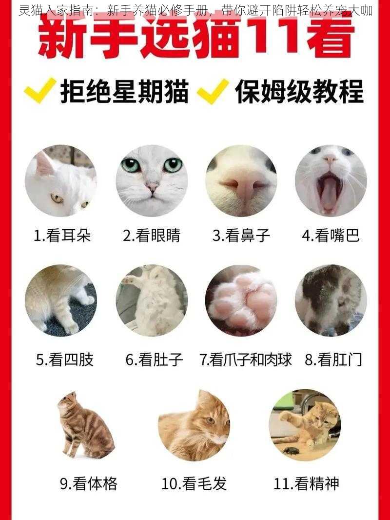 灵猫入家指南：新手养猫必修手册，带你避开陷阱轻松养宠大咖