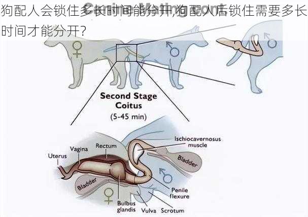 狗配人会锁住多长时间能分开,狗配人后锁住需要多长时间才能分开？