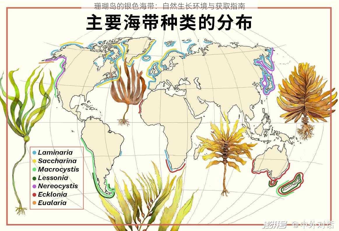 珊瑚岛的银色海带：自然生长环境与获取指南