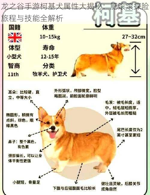 龙之谷手游柯基犬属性大揭秘：肥滚滚探险旅程与技能全解析