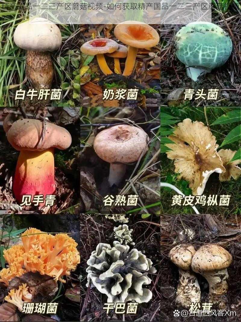 精产国品一二三产区蘑菇视频-如何获取精产国品一二三产区蘑菇视频？