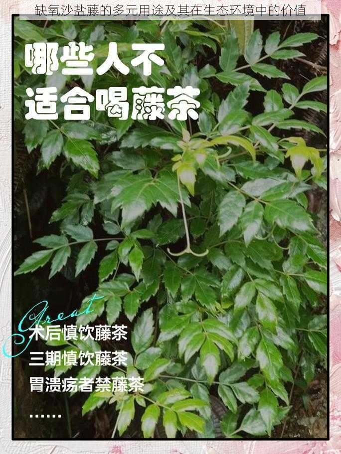 缺氧沙盐藤的多元用途及其在生态环境中的价值