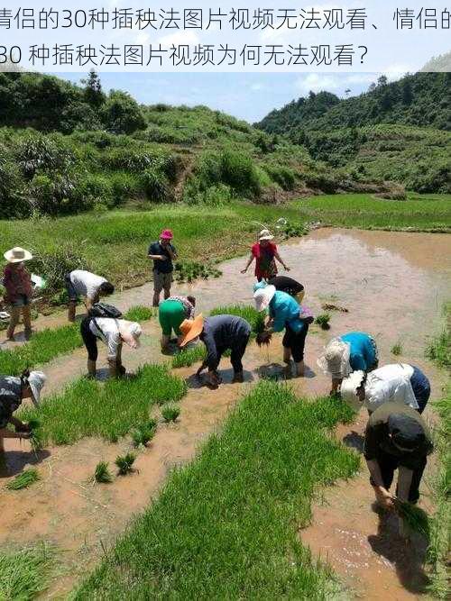 情侣的30种插秧法图片视频无法观看、情侣的 30 种插秧法图片视频为何无法观看？