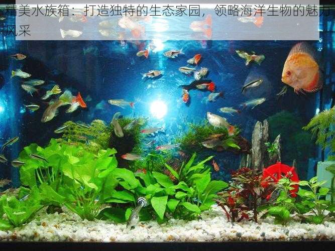 精美水族箱：打造独特的生态家园，领略海洋生物的魅力风采