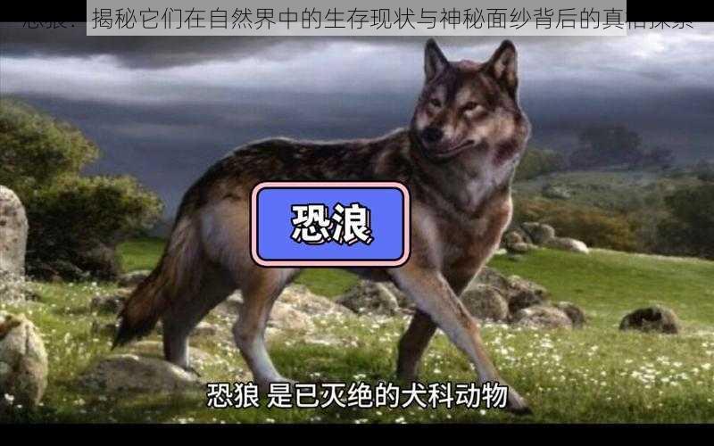 恐狼：揭秘它们在自然界中的生存现状与神秘面纱背后的真相探索