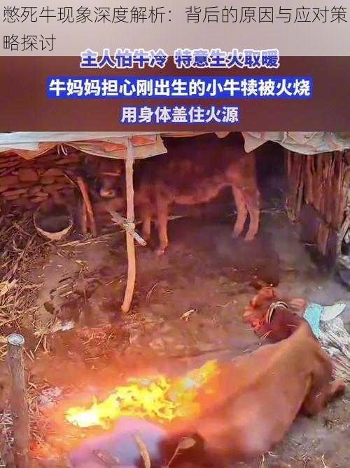 憋死牛现象深度解析：背后的原因与应对策略探讨